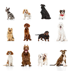 Collage made of different purebred dogs calmly sitting isolated over white background. Dogs training. Concept of animal theme, care, pet friend, vet, doggie lifestyle