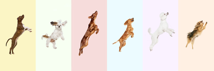 Collage made of different purebred dogs jumping, playing, flying against multicolored background. Playful pet. Concept of animal theme, care, pet friend, vet, doggie lifestyle