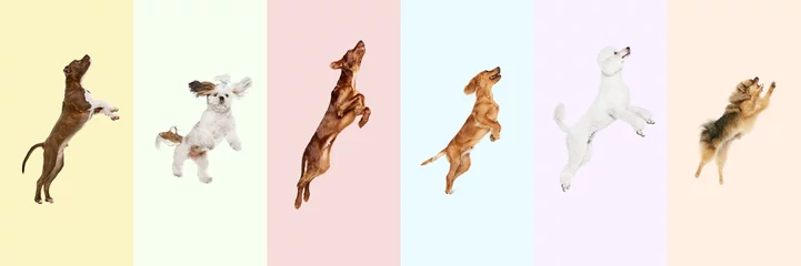 Foto op Aluminium Collage made of different purebred dogs jumping, playing, flying against multicolored background. Playful pet. Concept of animal theme, care, pet friend, vet, doggie lifestyle © master1305