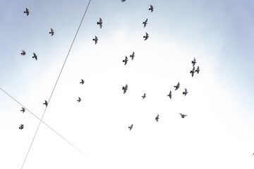 Beautiful shot of flock of pigeons with the sky in the background in Dublin city center.