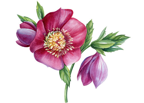 Spring flower hellebores isolated, hellebore watercolor illustration, botanical painting for invitation, greeting cards