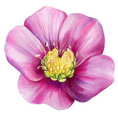 Spring violet flower hellebores isolated, hellebore watercolor illustration, botanical painting for invitation, greeting cards - obrazy, fototapety, plakaty