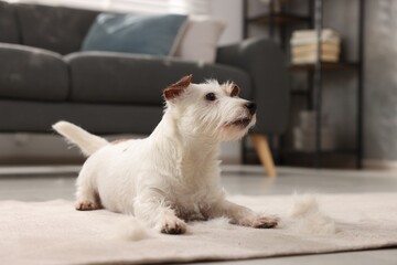 Fototapeta na wymiar Cute dog lying on carpet with pet hair at home