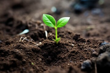 small green plant growing, new life, world and earth day concept - growth concept