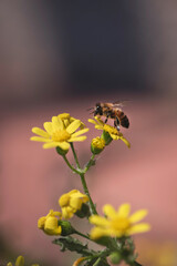 Beautiful yellow flowers on a blured background, close up, macro photography