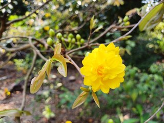 Multi petals apricot blossom. Close up of Ochna integerrima, yellow flower or Mai flower, leaves and buds in the garden in Mekong Delta Vietnam. Flowers have many petals.