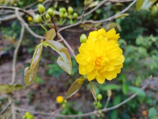 Multi petals apricot blossom. Close up of Ochna integerrima, yellow flower or Mai flower, leaves and buds in the garden in Mekong Delta Vietnam. Flowers have many petals.