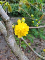 Multi petals apricot blossom. Close up of Ochna integerrima, yellow flower or Mai flower, leaves...
