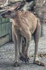 Port Douglas, Queensland, Australia