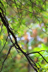 spring in the park