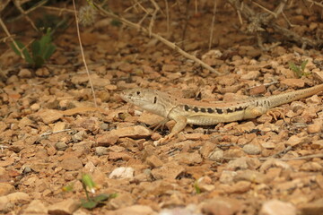 lizard on the stone