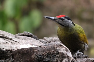 A grey headed woodpecker on a log