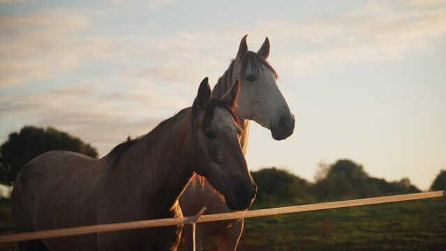 Horses Standing Along Wooden Fence At Sunset - Close Up