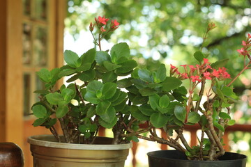 red geranium in a pot