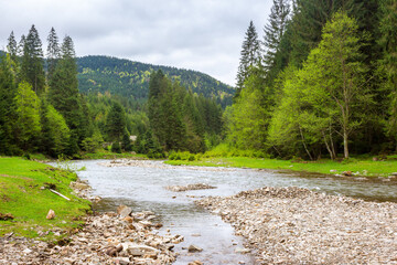 river flows through the valley of carpathian mountains. shallow water reveals stones. synevyr national park of ukraine. beautiful landscape in spring on an overcast day