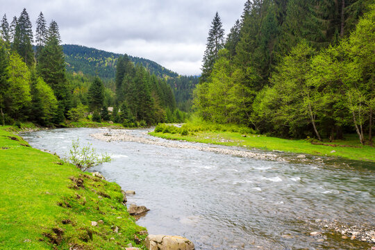 landscape with river among forested hills in spring on an overcast day. water steam winding among grassy shores. mountainous countryside scenery in the rural valley of synevyr national park ukraine