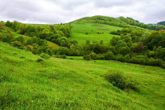 carpathian rural landscape in spring. mountainous countryside of ukraine with forested hill and green meadows on a rainy day