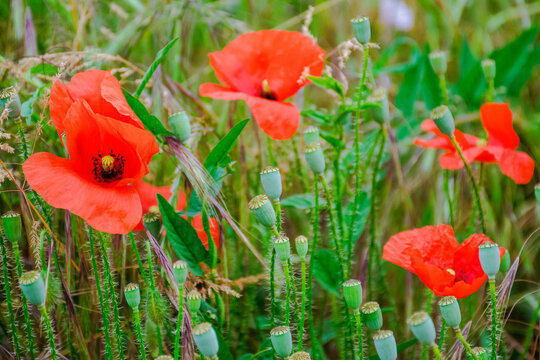 closeup of wild poppy flowers. summer nature background. remembrance concept