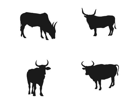 bull silhouettes set icon.Black silhouette cow isolated on white.Hand drawn vector illustration.cow, vector, silhouette, animals, design.Flat vector illustration isolated on white background. EPS 10.