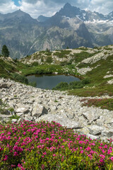 Lacs de Pétarel en été  avec massif de rhododendron , Massif des Ecrins , Hautes Alpes , France