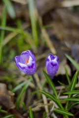 spring crocus flowers 