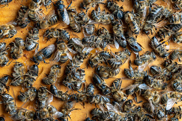 Many dead bees in the hive, closeup, top view. Colony collapse disorder. Starvation, pesticide exposure, pests and disease