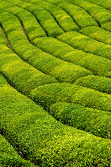 Tea gardens in Turkey
Traditional old house and green tea gardens in Çeceva village of Rize province. Tea garden background photo. Tea garden and blue sky in the background.