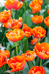 Field of blooming tulips. Bright spring flowers with red yellow orange petals. Shallow depth of field, selective focus - 734855418