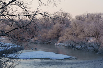 樹氷とタンチョウ