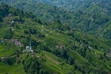 Tea gardens in Turkey
Traditional old house and green tea gardens in Çeceva village of Rize province. Tea garden background photo. Tea garden and blue sky in the background.