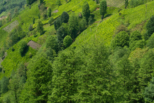 Tea gardens in Turkey
Traditional old house and green tea gardens in Çeceva village of Rize province. Tea garden background photo. Tea garden and blue sky in the background.