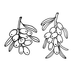 Set sea buckthorn hand drawn vector illustration. Branch with berries, and leaves.