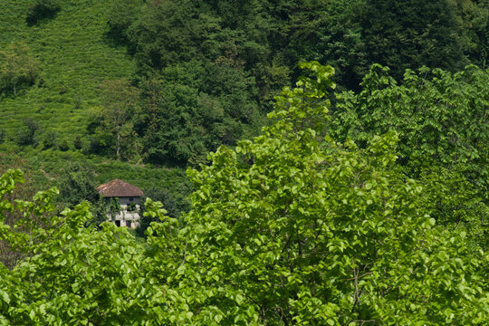 Tea gardens in Turkey
Traditional old house and green tea gardens in Çeceva village of Rize province. Tea garden background photo. Tea garden and blue sky in the background.