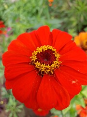 red poppy flower