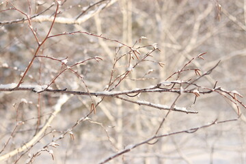 branches covered with snow