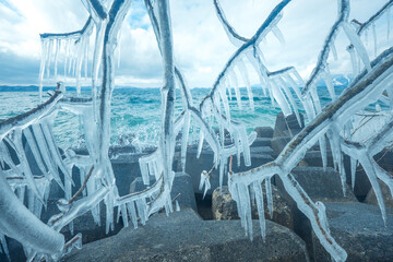 寒さで凍った木の枝