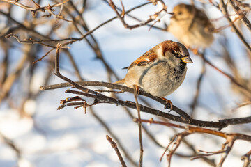 House sparrow fluffing up its feathers sits on a branch during the winter cold. Passer domesticus, sparrow family Passeridae. male - 734859243