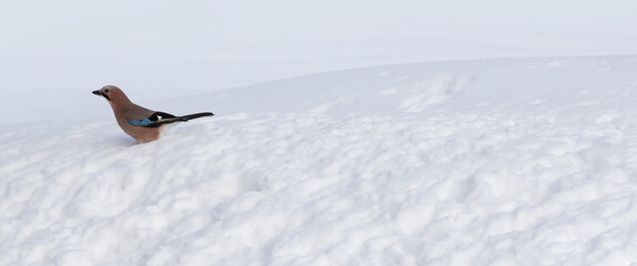 Eurasian jay, Garrulus glandarius. The bird sat down on the snow. copy space on snowy background - 734859841