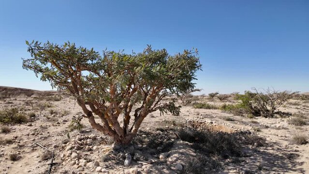 Wadi Dawkah Natural Park in Oman is renowned for its significance as the home of the Frankincense Tree groves, a UNESCO World Heritage Site.