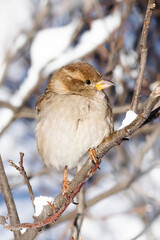 House sparrow fluffing up its feathers sits on a branch during the winter cold. Passer domesticus, sparrow family Passeridae. female - 734861290