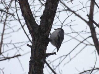 木に止まるシロハラゴジュウカラ