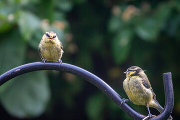 Juvenile blue tits perched in a Sussex garden, with a shallow depth of field