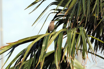 Bird (flycatcher) sitting on a palm tree in a park