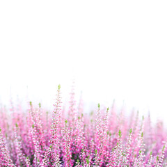 Blooming flowers of a wild heather plant. a field of delicate pink rose violet flowers. Macro view shallow depth of field, selective focus, white background copy space