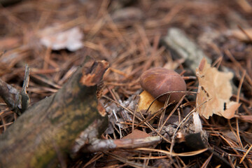 Imleria Badia or Boletus Badius commonly known as the Bay Bolete growing in pine tree forest..