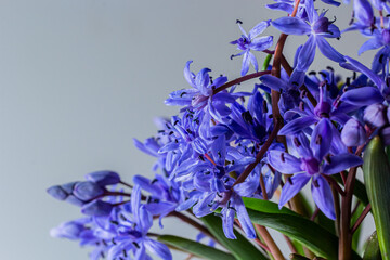 Beautiful blue flowers snowdrops Scilla bifolia alpine squill, two-leaf squill on a white...