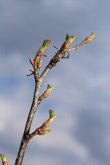 budding buds on a tree branch in early spring macro. Early spring, a twig on a blurred background....