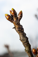 budding buds on a tree branch in early spring macro. Early spring, a twig on a blurred background. The first spring greens