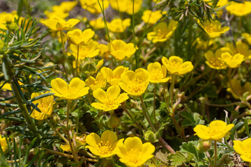 Potentilla neumanniana is a shrub with yellow flowers
