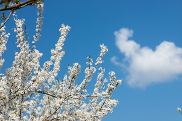 Selective focus of beautiful branches of plum blossoms on the tree under blue sky, Beautiful Sakura...